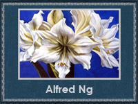 Alfred Ng