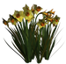 Цветы в PNG
